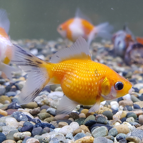 0f1793b3e16a62feeccf0524b06904e3_1588577163_2124.jpg